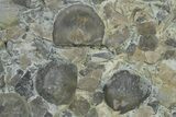 Fossil Brachiopod and Bryozoan Plate - Indiana #270476-1